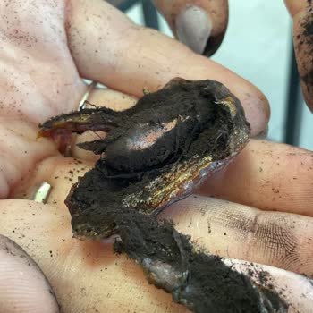 Aldığım Hurmanın İçinden Siyah Toz Çıkması Ve Sağlık Endişesi