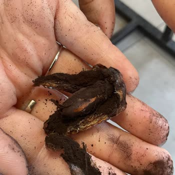 Aldığım Hurmanın İçinden Siyah Toz Çıkması Ve Sağlık Endişesi