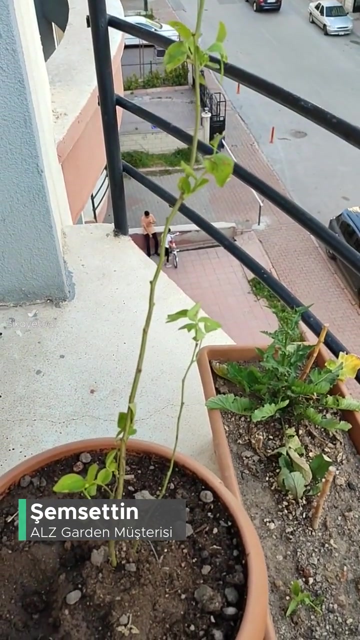 Alz Garden Yaban Mersini Fidanının Hali videonun kapak resmi