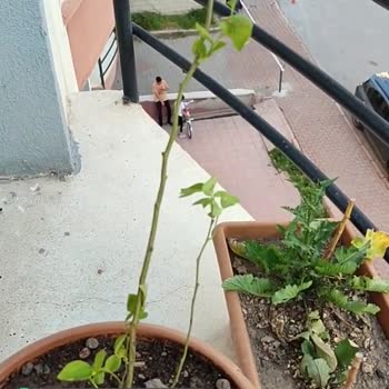 Alz Garden Yaban Mersini Fidanının Hali
