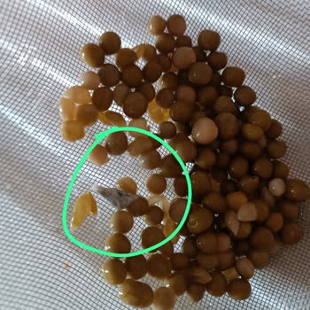 Garnitür Konservesinde Yabancı Cisim ve Güven Sorunu