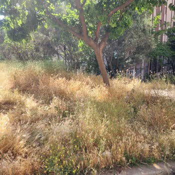 Evka 5 Mahallesinde Otlar Kesilmiyor, Çevre Sağlığı Tehlikede