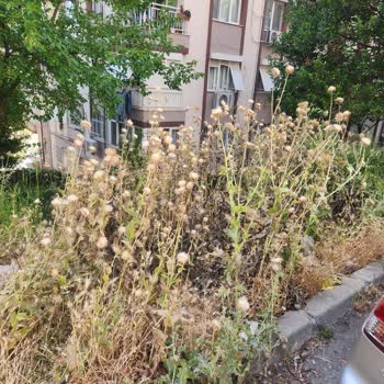 Evka 5 Mahallesinde Otlar Kesilmiyor, Çevre Sağlığı Tehlikede