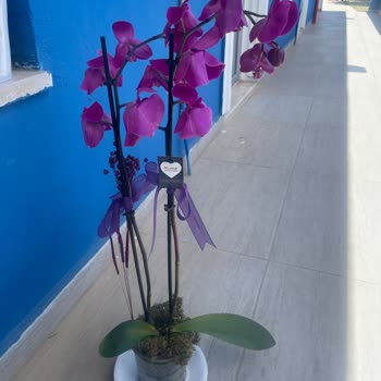 Çiçek Sepeti Çürük Orkide Gönderdi, İade Talebime Çözüm Sunmadı