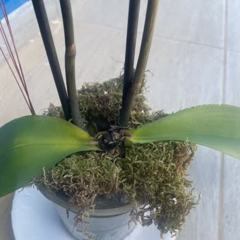 Çiçek Sepeti Çürük Orkide Gönderdi, İade Talebime Çözüm Sunmadı