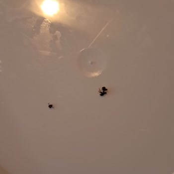 Bebek Mamasında Böcek Çıkması Endişesi