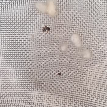 Bebek Mamasında Böcek Çıkması Endişesi