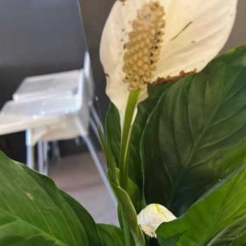 Kusurlu Ürün Ve İade Sürecinin Uzatılması Mağduriyetimi Artırdı