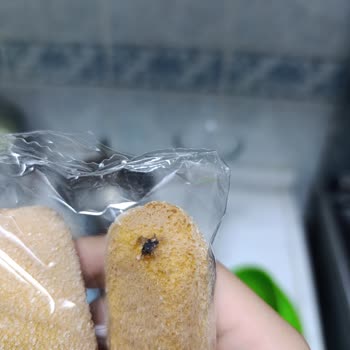 Aldığım Kedi Dilinden Böcek Çıktı Tatlım Da Yarım Kaldı