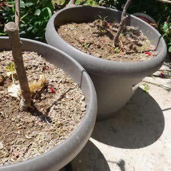 Siparişimde Gelen Fidanlar Kuru Ve Beklentimin Çok Altında