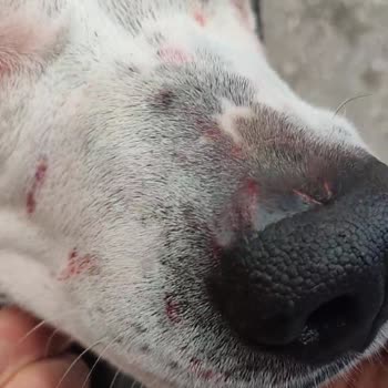 Doggo'da Evcil Hayvan Bakımında Güven Sorunu ve İlgisizlik
