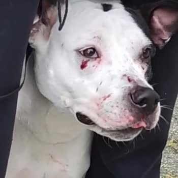 Doggo'da Evcil Hayvan Bakımında Güven Sorunu ve İlgisizlik