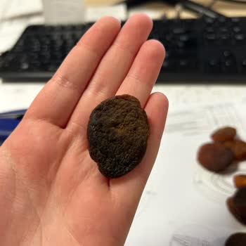 Taze Olması Gereken Kayısılar Çürük Çıktı!