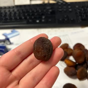 Taze Olması Gereken Kayısılar Çürük Çıktı!