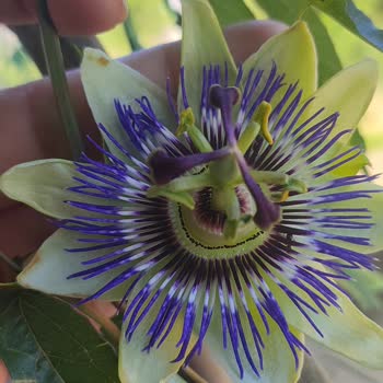 Bitkisatisi.com.tr Siparişimde Yanlış Çiçek Gönderildi