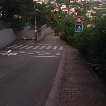 Ümraniye Belediyesi Köpekler Konusunda Yardım Bekliyoruz!