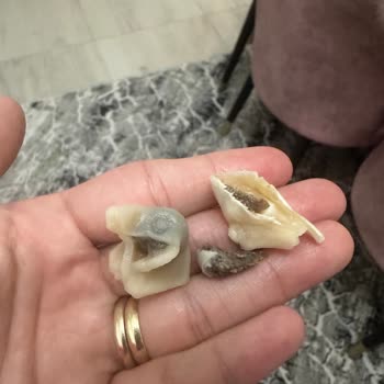 Superfresh Mantı Hayal Kırıklığı: Kötü Koku Ve Kalitesiz İçerik