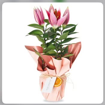 Siparişim Geç Ve Açmamış Çiçekle Teslim Edildi Müşteri Hizmetleri Yetersiz Kaldı