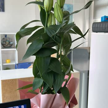 Siparişim Geç Ve Açmamış Çiçekle Teslim Edildi Müşteri Hizmetleri Yetersiz Kaldı