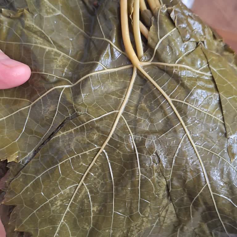 @naturellsalamur Aldığım Yapraklar Kart Çıktı, İletişim Engellendi