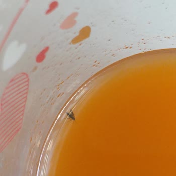 A101 Aldığım Meyve Suyunda Böcek Çıktı, Sağlığımız Tehlikede