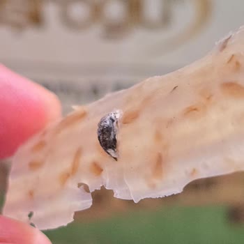 Tarhana Cipsi Paketinden Kuş Dışkısı Çıkması Ve Sağlık Riski