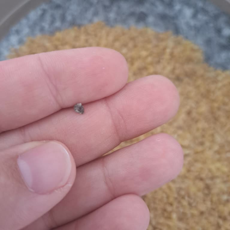 Bulgurda Taş Çıkması Nedeniyle Hayal Kırıklığı Ve Sağlık Endişesi