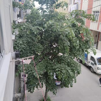 Binamızın Önündeki Ağaçlardan Kaynaklanan Sorunlara Çözüm Bekliyoruz