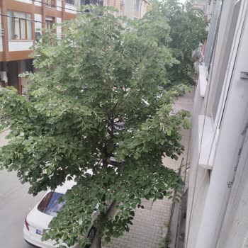 Binamızın Önündeki Ağaçlardan Kaynaklanan Sorunlara Çözüm Bekliyoruz