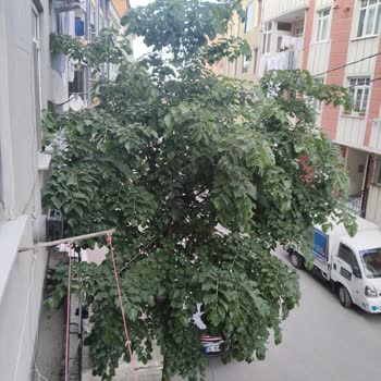 Binamızın Önündeki Ağaçlardan Kaynaklanan Sorunlara Çözüm Bekliyoruz