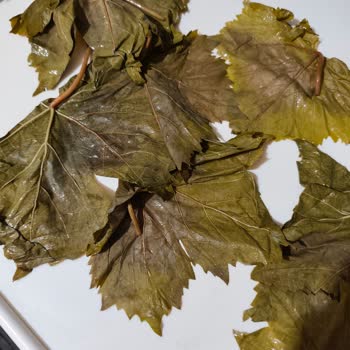 @egenin_tadi_ Çok Kötü Yapraklar Dönüş de Yapılmıyor