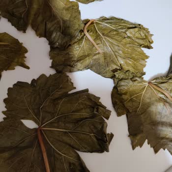 @egenin_tadi_ Çok Kötü Yapraklar Dönüş de Yapılmıyor