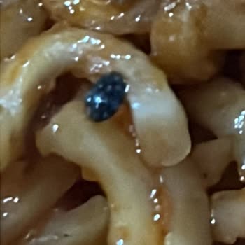 Noodle Ürününde Böcek Çıkması Nedeniyle Yaşadığım Olumsuz Deneyim