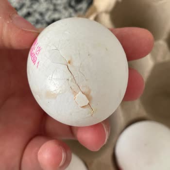 File Market Kırık Çıkan Yumurta