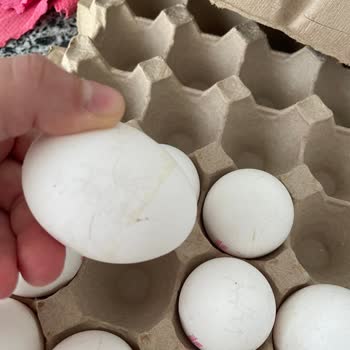 File Market Kırık Çıkan Yumurta