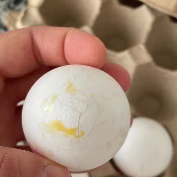 File Market Kırık Çıkan Yumurta