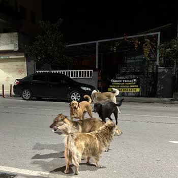 Çayırova'da Sokak Köpekleri Sorunu Bir Yıldır Çözülmüyor