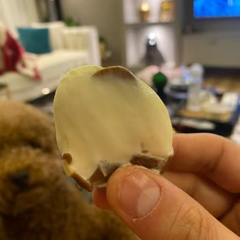 Magnum Mini Bademli Dondurmada Çubuk Güvenliği Sorunu