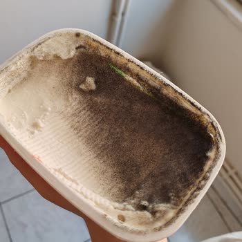 Son Kullanma Tarihi Geçmemiş Labne Peynirin Küflenmesi Ve Bozulması