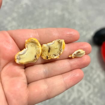 Aldığım Kaju Paketinden Böcek Çıktı, Personel İlgisiz Kaldı