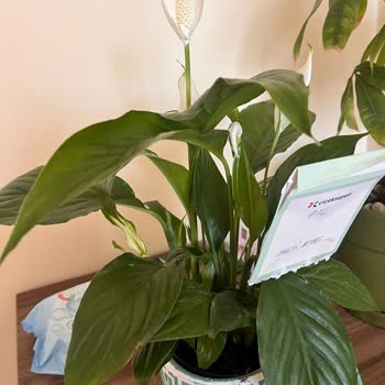 Yanlış Çiçek Gönderimi Ve İlgisiz Müşteri Hizmeti