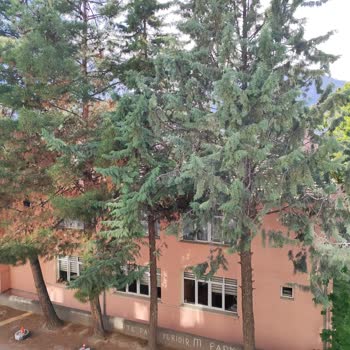 Ağaç Budama İhmalinden Dolayı Sağlık Sorunları Yaşıyoruz