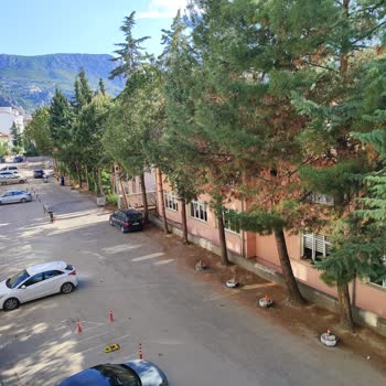 Ağaç Budama İhmalinden Dolayı Sağlık Sorunları Yaşıyoruz