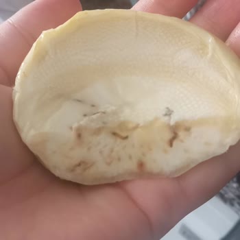 Gecikmeli Ve Kurtlu Enginar Teslimatı, Yetersiz Müşteri Desteği