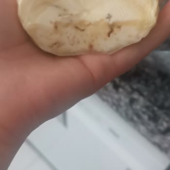 Gecikmeli Ve Kurtlu Enginar Teslimatı, Yetersiz Müşteri Desteği