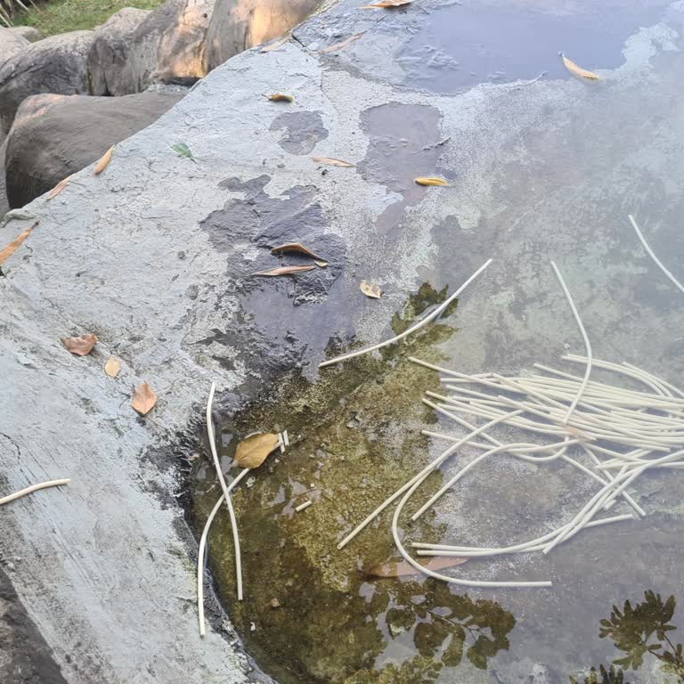 Küçük Çamlıca Korusu'nda Gölet Çevresinde Plastik Kirliliği Şoku