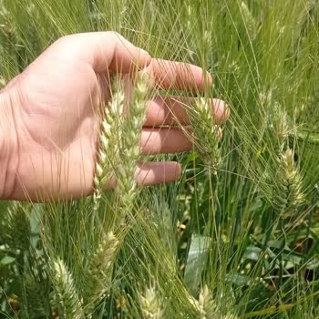 Progen Tohumdan Aldığım Sertifikalı Tohum Karışık Çıktı, Mağdur Edildim