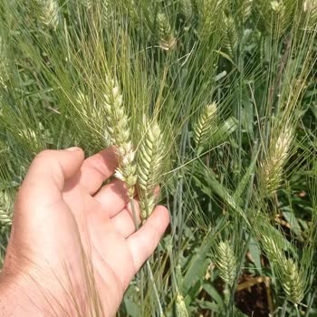 Progen Tohumdan Aldığım Sertifikalı Tohum Karışık Çıktı, Mağdur Edildim