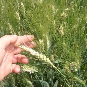 Progen Tohumdan Aldığım Sertifikalı Tohum Karışık Çıktı, Mağdur Edildim
