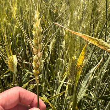 Progen Tohumdan Aldığım Sertifikalı Tohum Karışık Çıktı, Mağdur Edildim